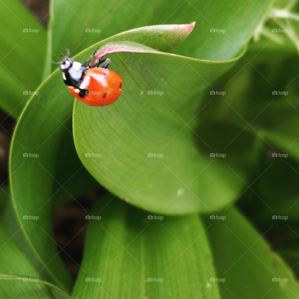Ladybug on Leaf