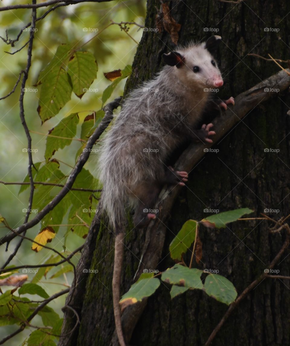 O possum