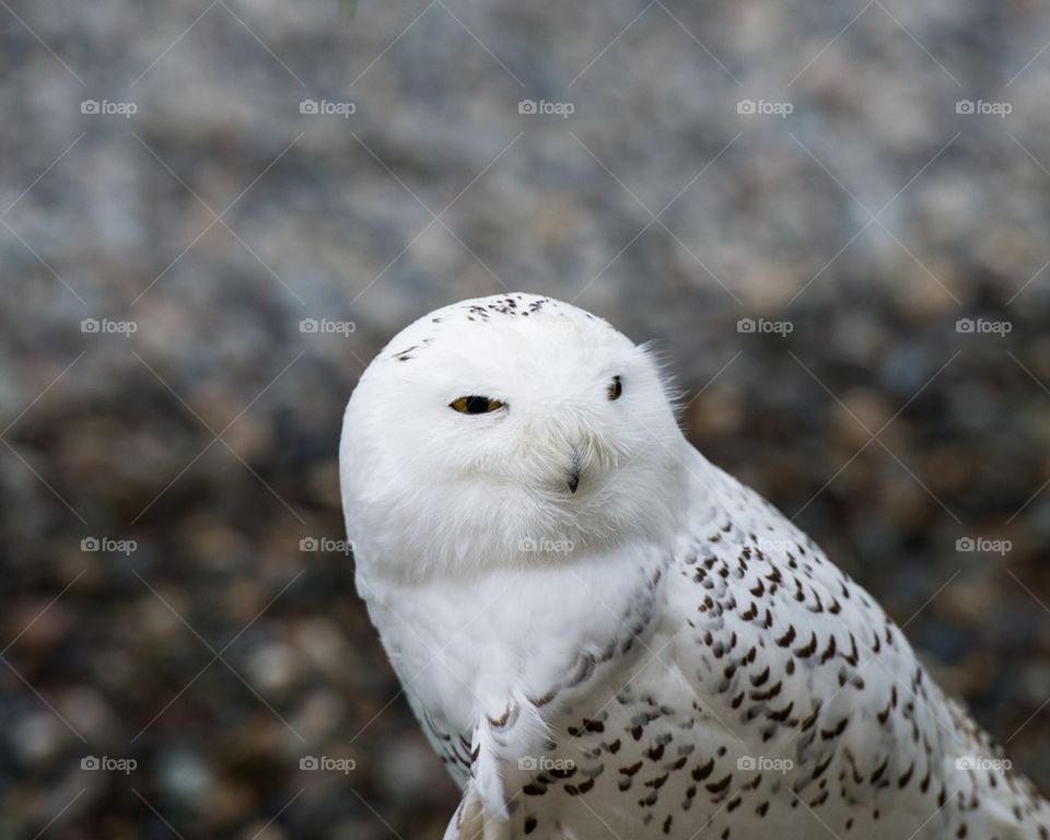 Snow Owl