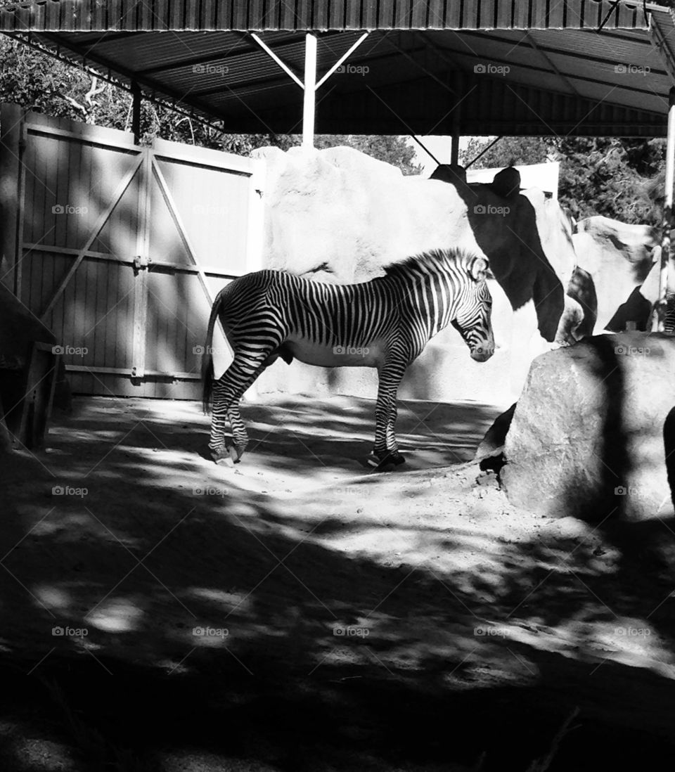 Black and white zebra