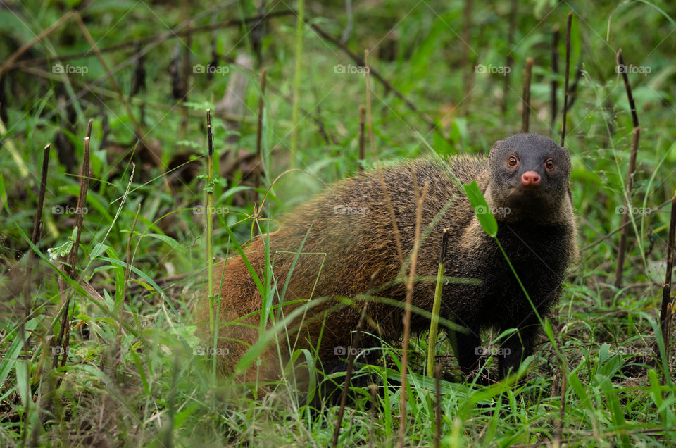 A cute stripped neck mongoose in Safari
