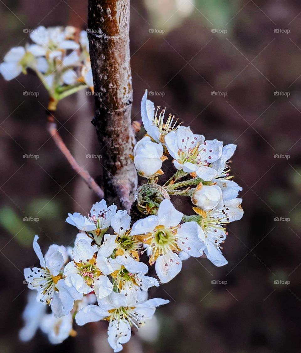 Flower for floral dressing