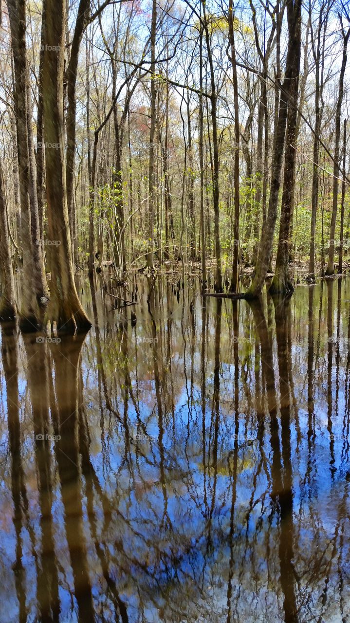 swamp reflections