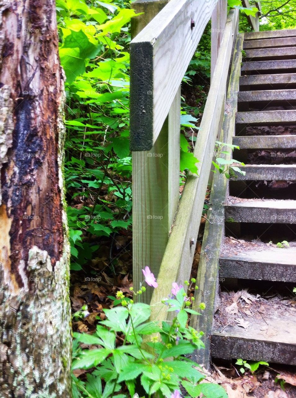 Starved rock