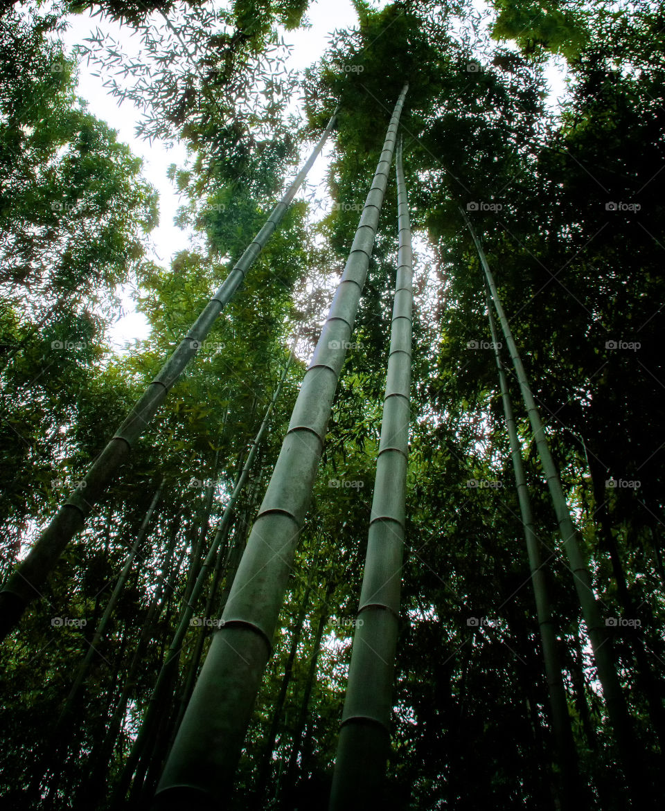 Bamboo Forrest
