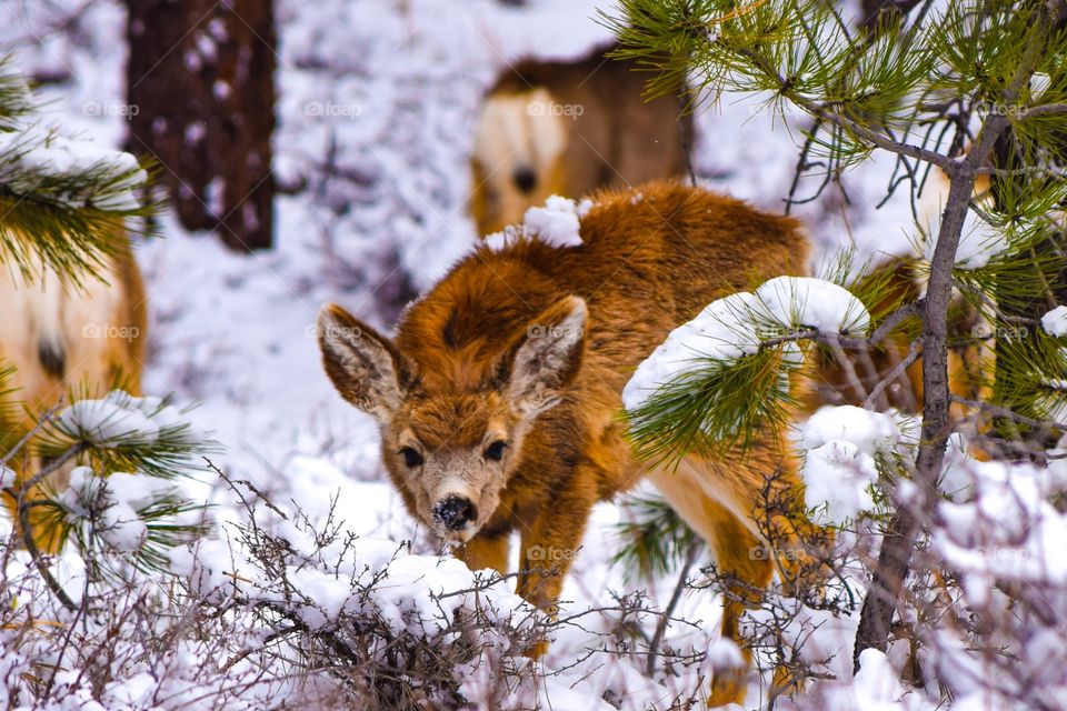 Young deer in Bryce Canyon National Park