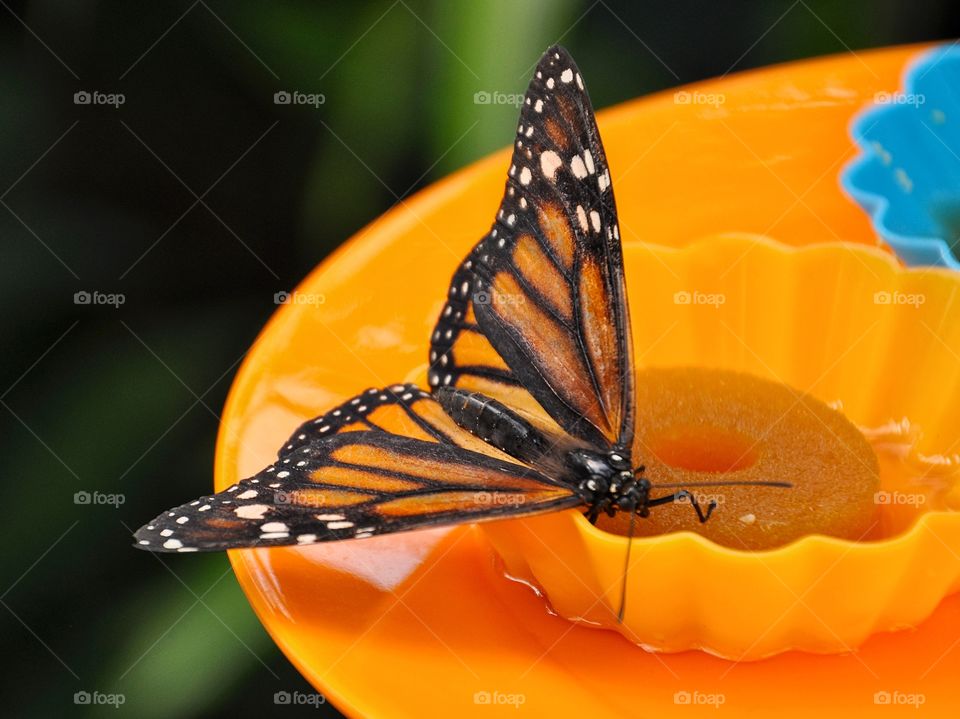 beautiful transparent butterfly on yellow plate eating sweet nectar