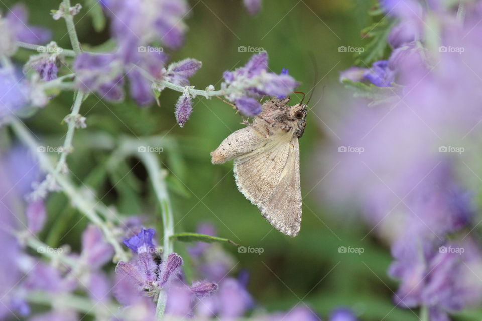 a moth and russian sage in a garden in Michigan