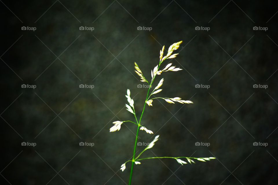 No Person, Leaf, Nature, Flora, Outdoors