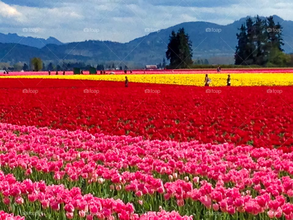 Tulip field