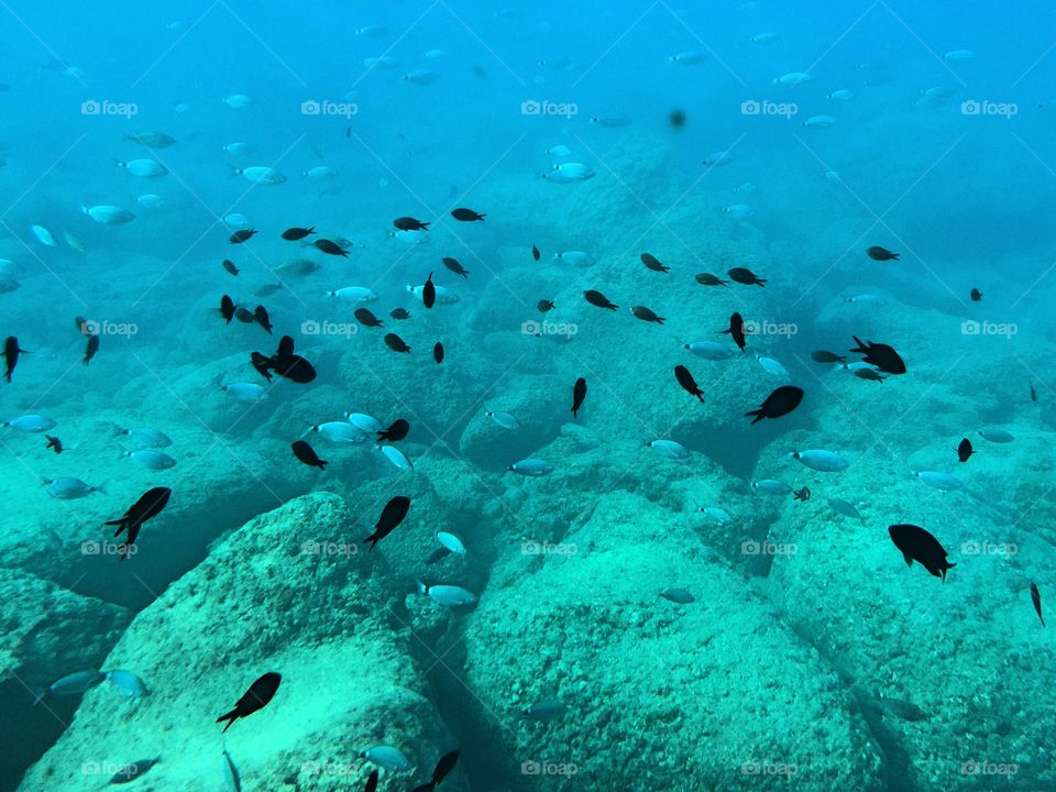 Underwater . the magical underwater world in Rhodos, with silver fish tanks and turquise lights