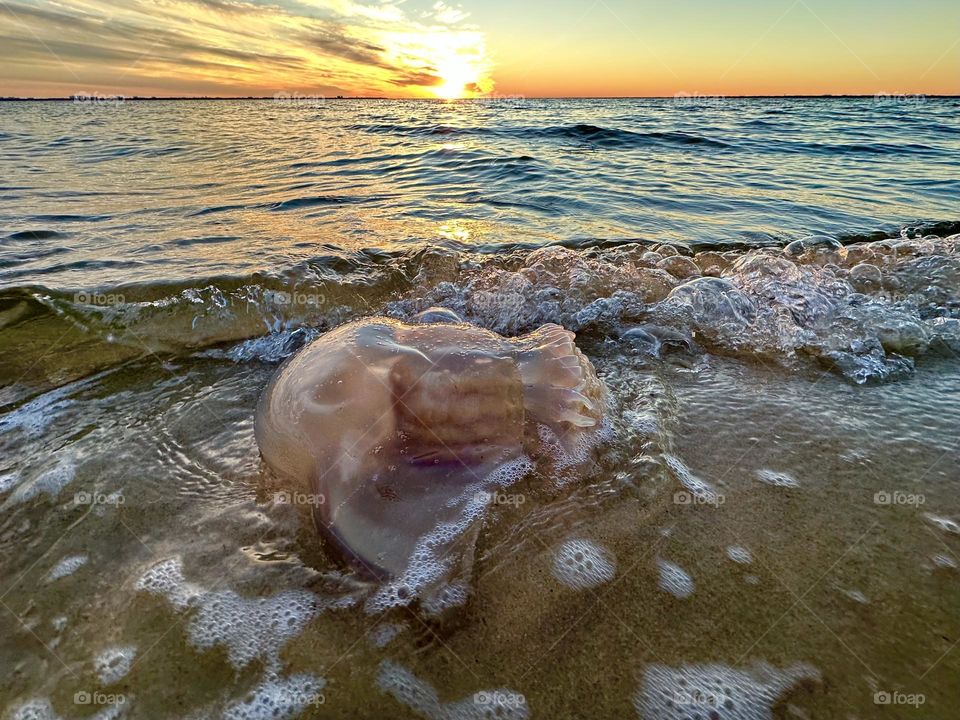 Cabbage Head/Cannonball Jellyfish - An interesting fact about jellyfish is that they're not fish. Instead, they are invertebrate marine animals with dome-shaped bodies. They don't have a backbone