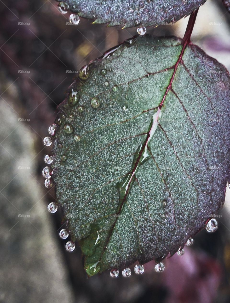 Raindrops on roses 