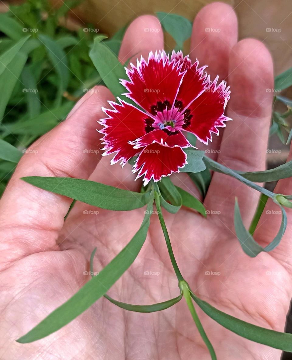 beautiful red flower and female hand, gardening hobbies, mobile photography