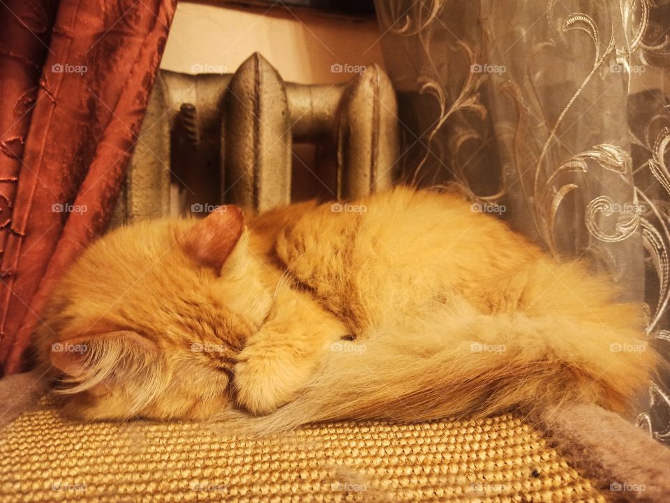 Colour: yellow. The cat warms up near the battery. Winter Is Coming