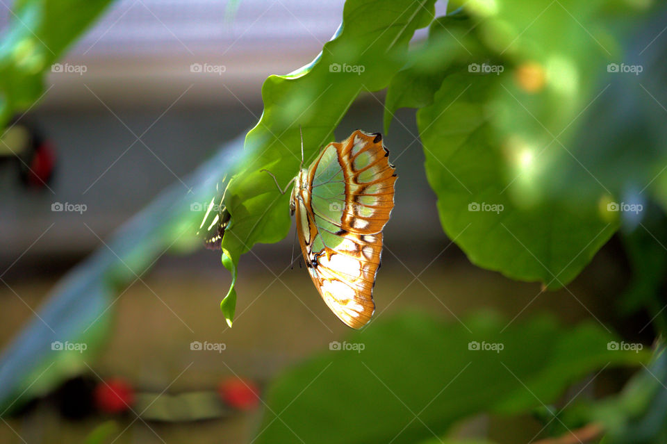 Insect, Leaf, Nature, No Person, Outdoors