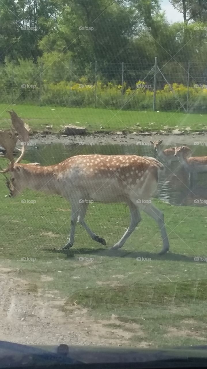 Mammal, Deer, Wildlife, Animal, Grass