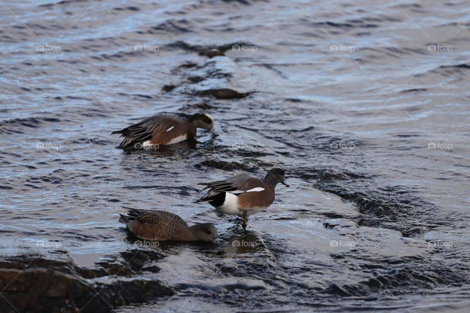 Ducks in the ocean 