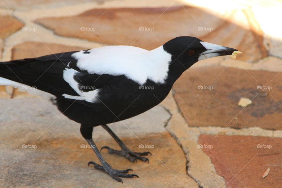 Magpie