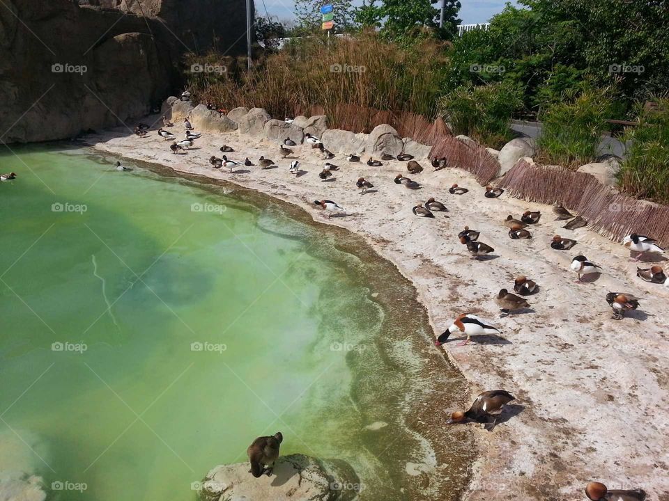 Ducks#animals#lagoon#nature