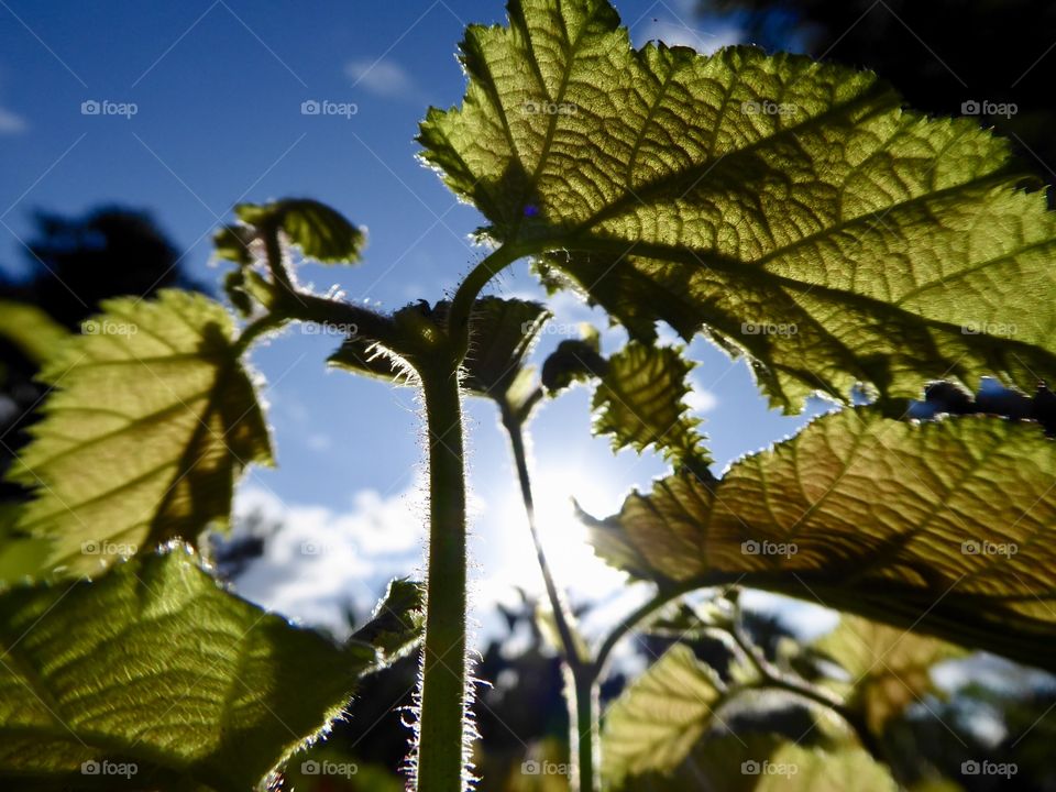 Haselnuss / Hazelnut