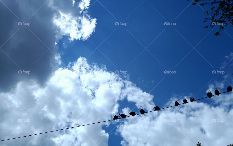 birds on the wire