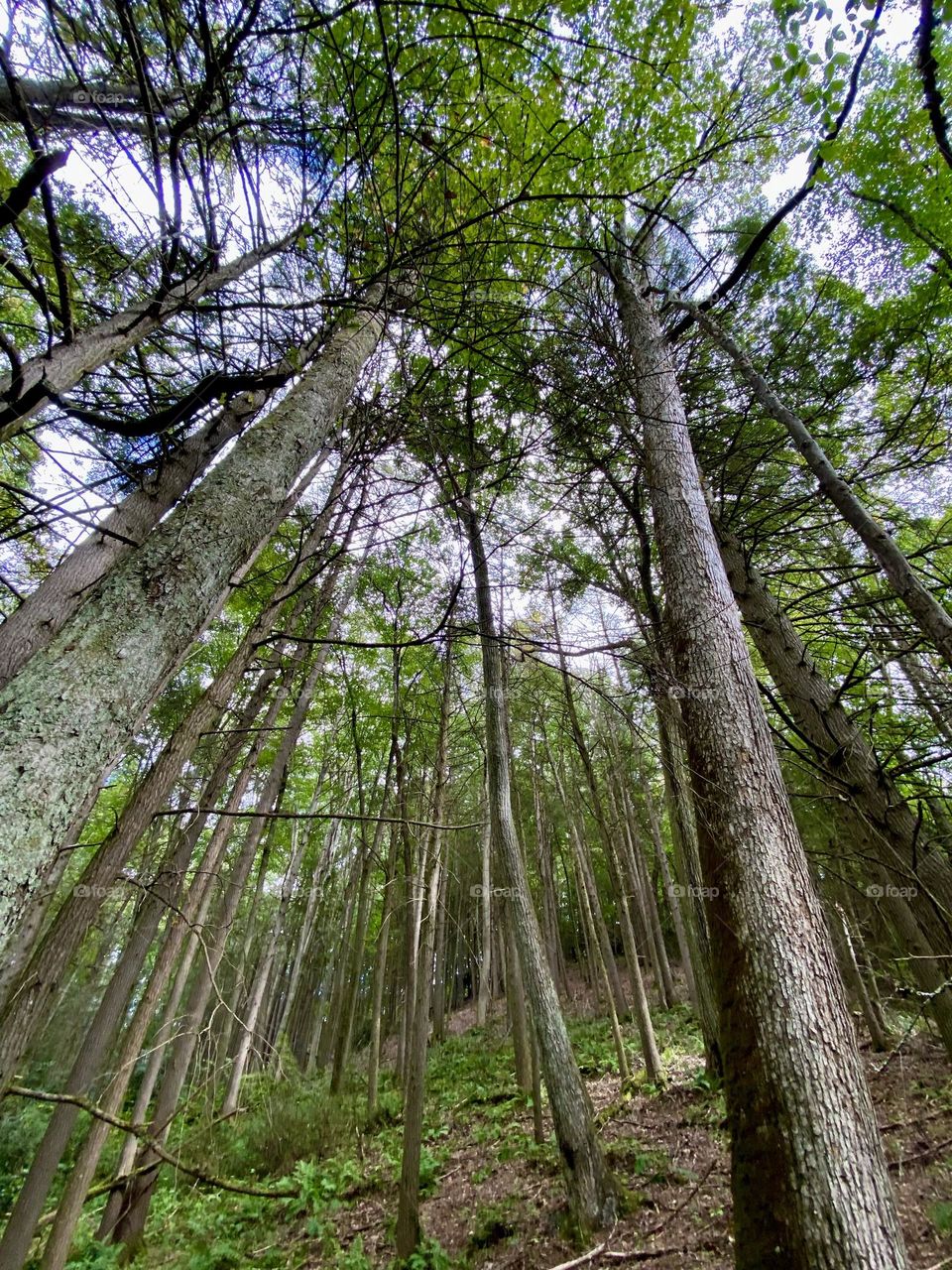 Looking up through the trees 