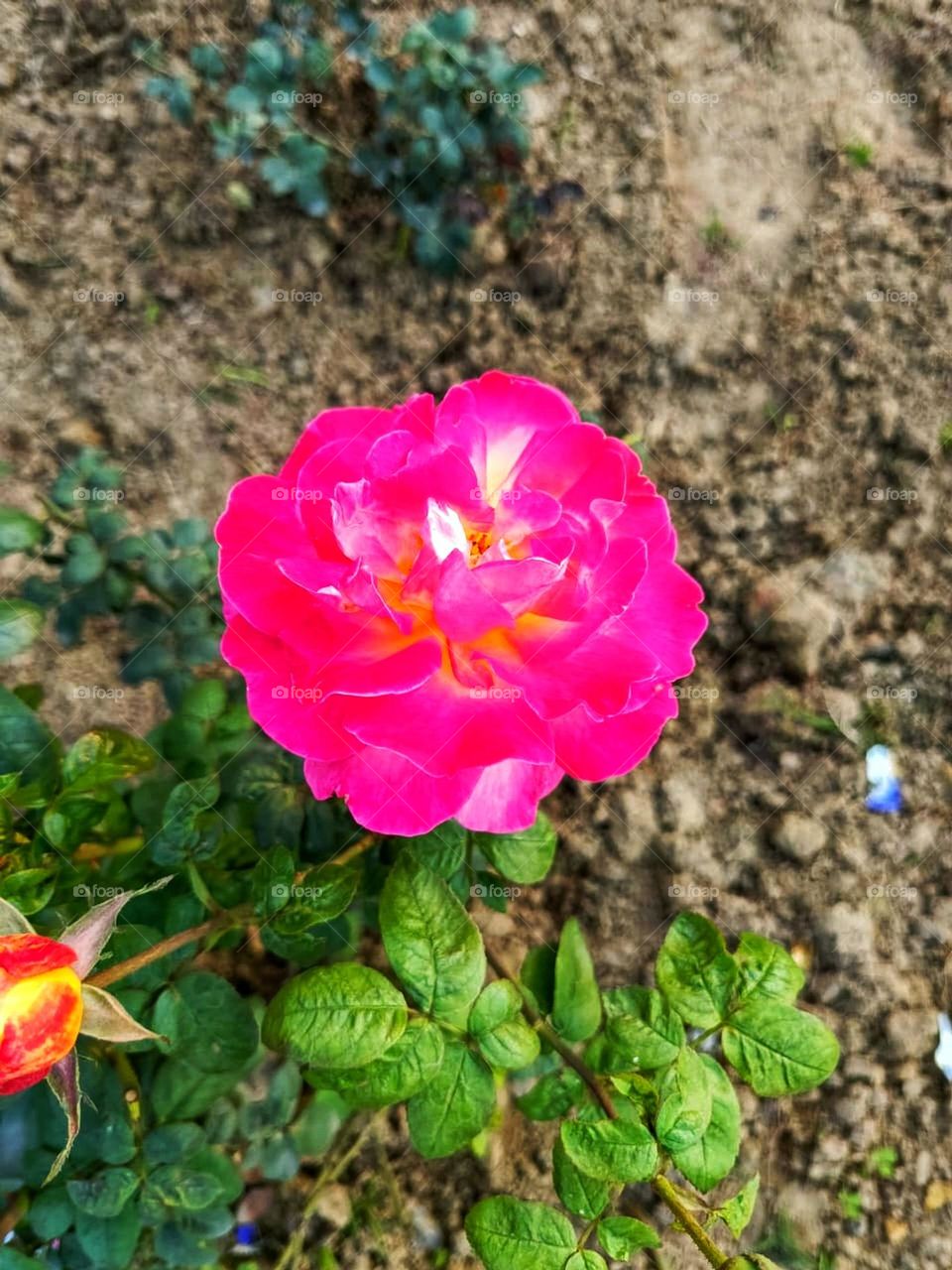 That pink rose is standing out beautifully! 🌹 It's like nature's way of saying, "Look at me, I'm fabulous!" Love the simplicity and elegance of it.