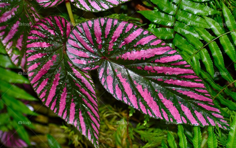 Persian shield (Strobilanthes dyerianus) is a stunning ornamental plant that originates in the warm and humid nation of Myanmar, where it grows as an evergreen perennial.