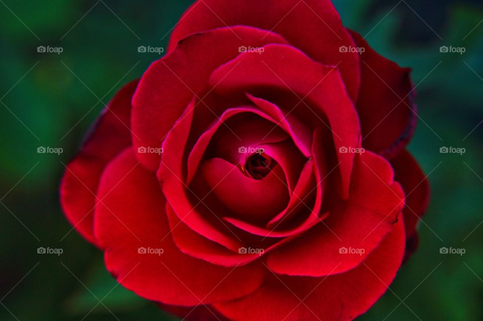 Red roses are a symbol of all-encompassing love, unbridled passion and deep affection