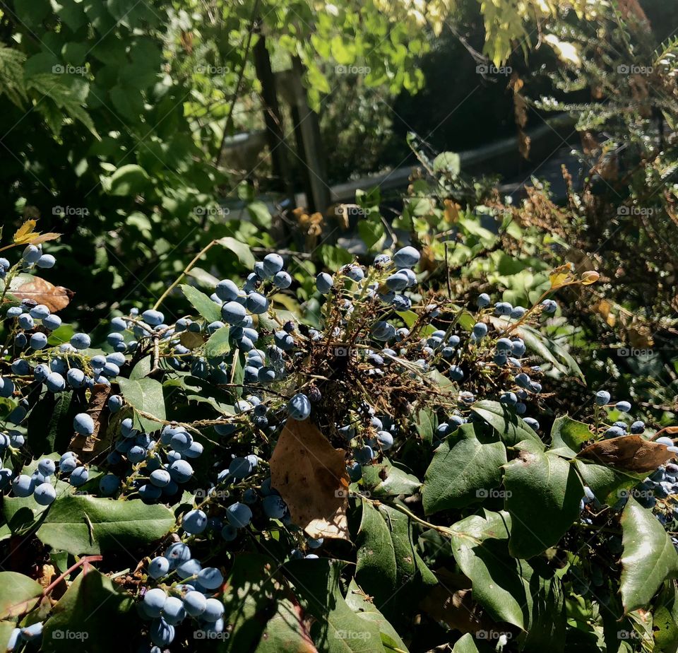 Some nice spring blue colored berries near downtown Salt Lake City showing off in a triumphant comeback after a long winter.