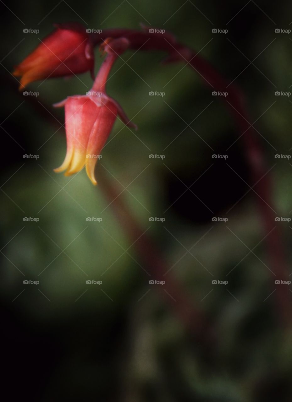 Tiny succulent red and yellow flower