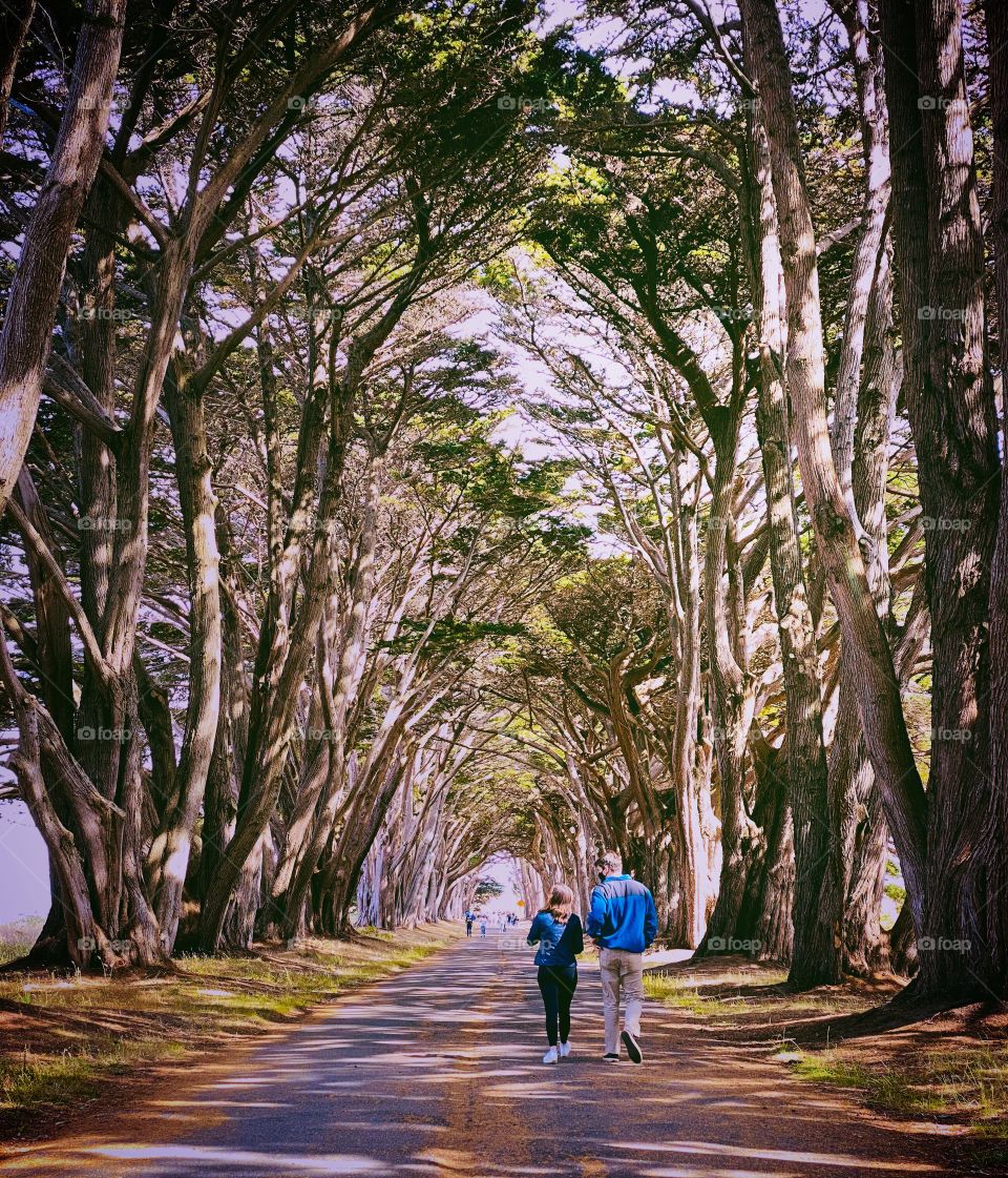 Cypress Tree Tunnel 
