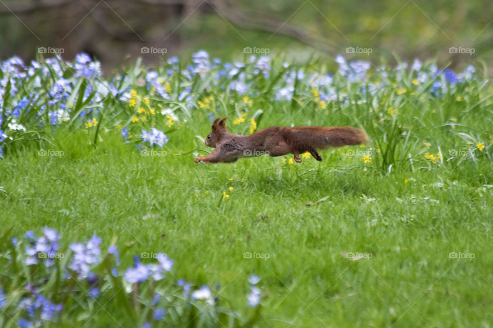 Cute squirrel running jumping in grass and flowers - söt ekorre springer hoppar i gräs blommor 