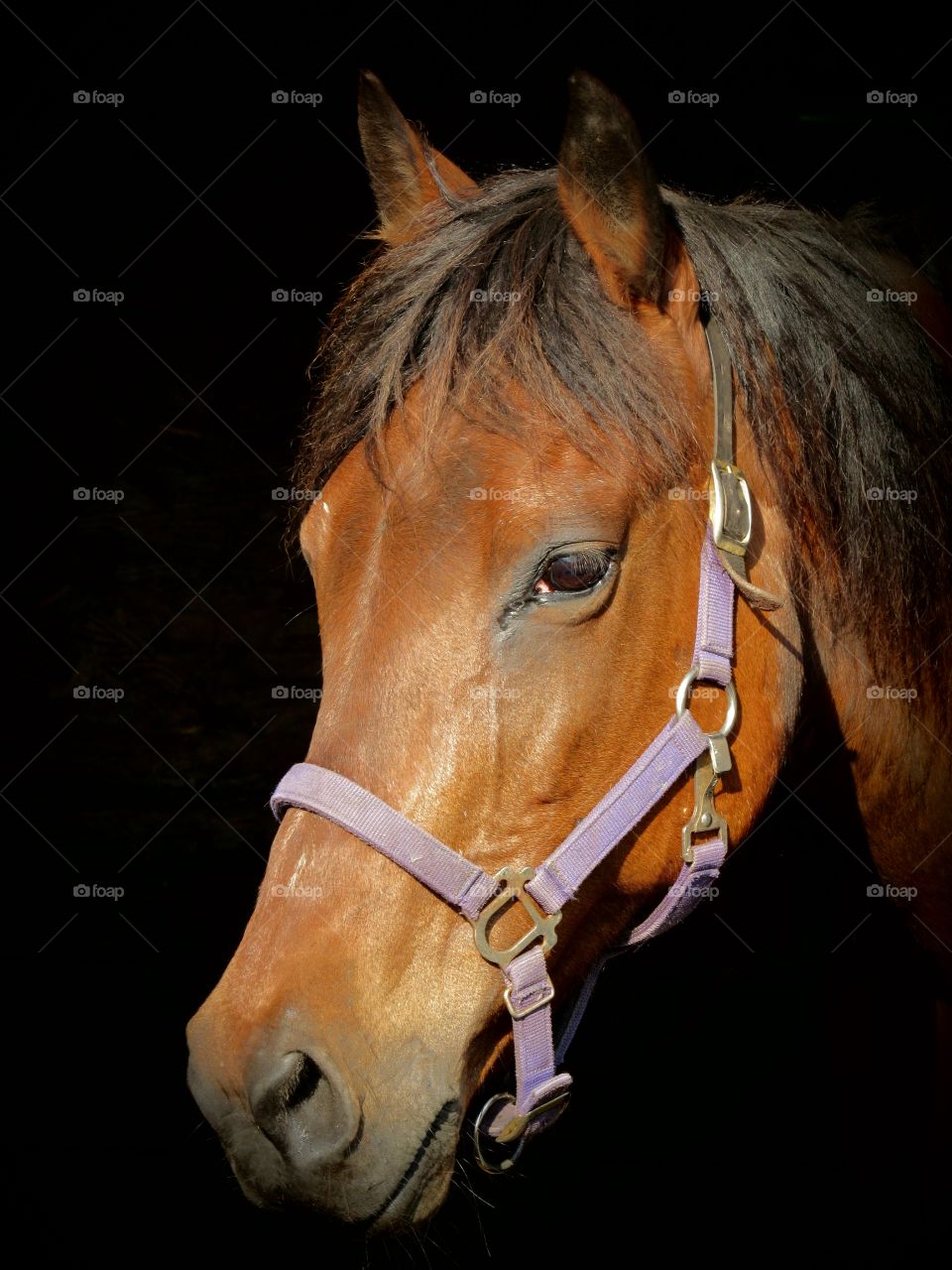 Portrait of a Bay mare in the stall with a black background and purple halter