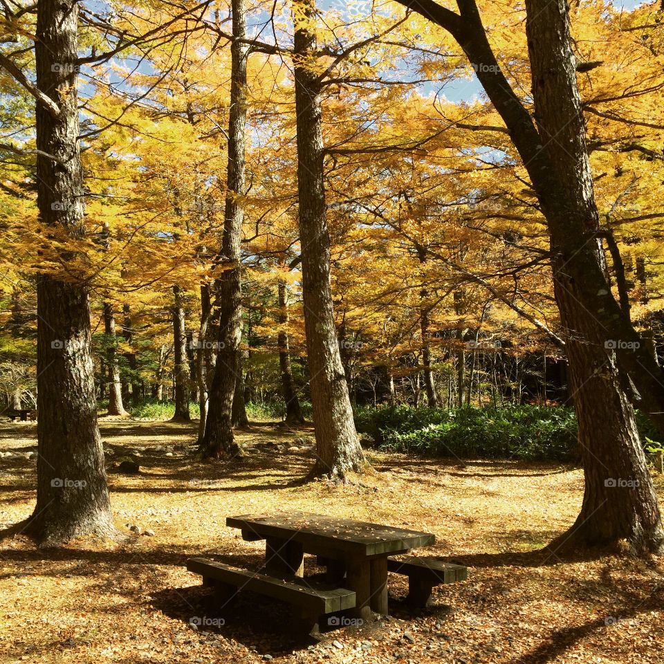 Yellow forest / Kamikochi / Japan / 