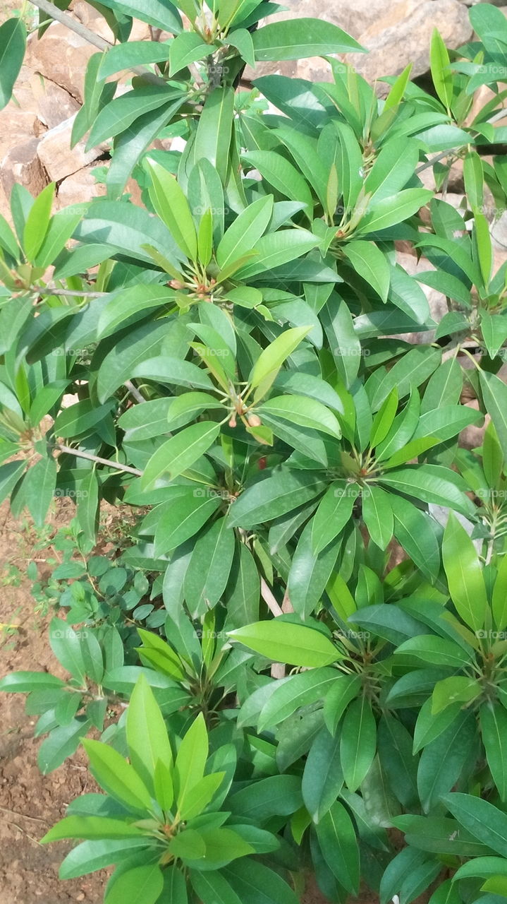 green plant