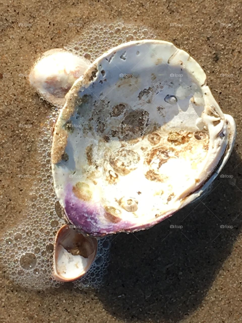 Beautiful seashells with natural warm colors found on the beach.