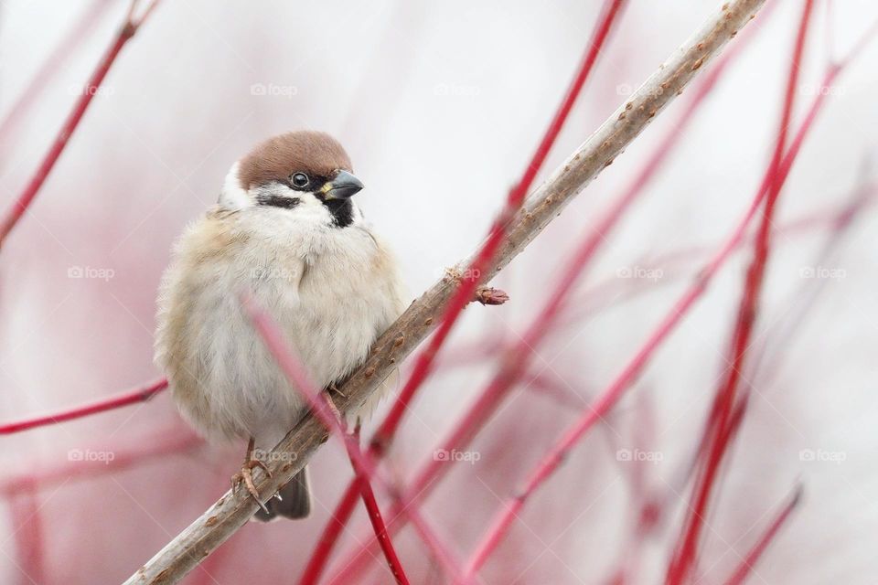 Brown and white bird on brown tree branch