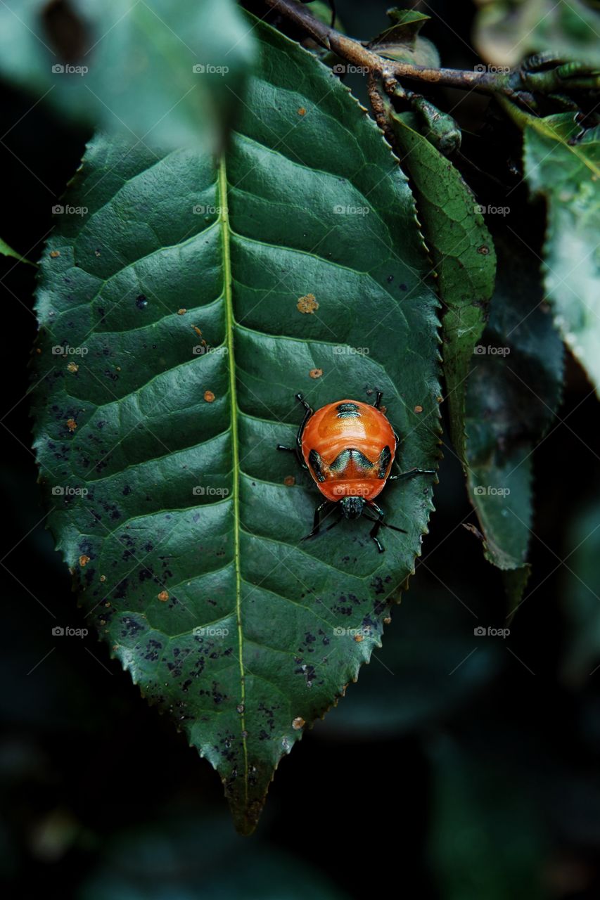 lady bug