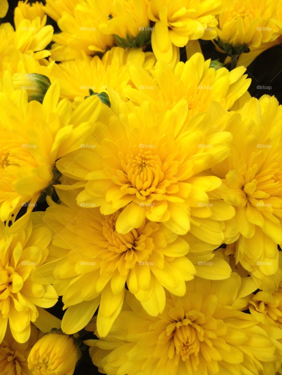 Yellow Chrysanthemum