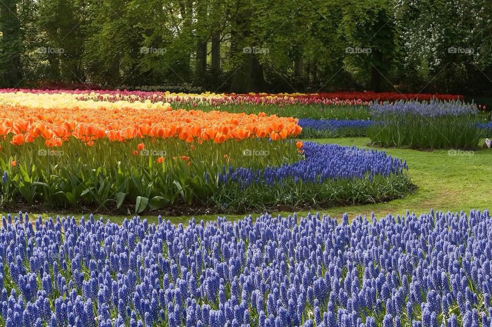 Keukenhof 