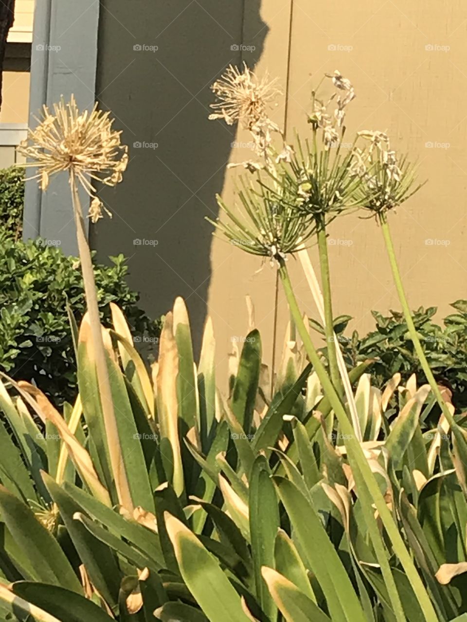 Nice plants at the apartments.