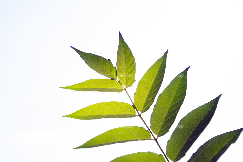 Green foliage on sunlight