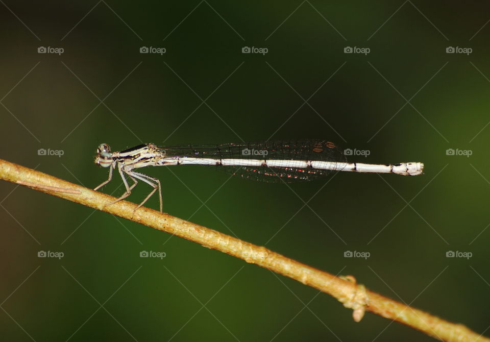 Yellow bursh dart . Copera marginipes to the scientific name one of this species . Pleased kind of darmselfy at the moist site of the forest , swamp , or just aside of river garden , and forest . The body's short , and that's abdomen - tailed long up