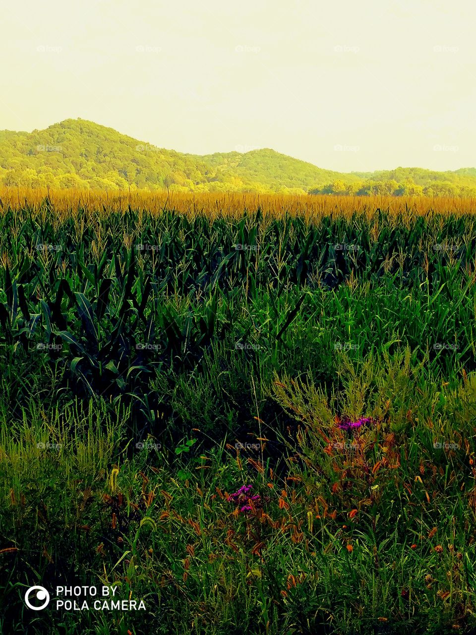 cornfields and hills