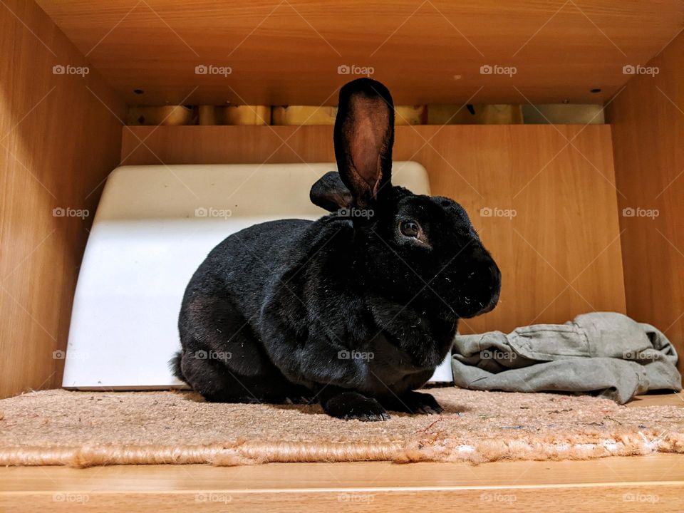 Rex domestic rabbit