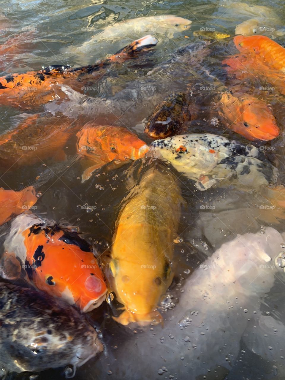 Koi Fish are always hungry