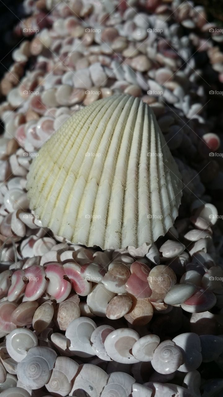 Sea shells