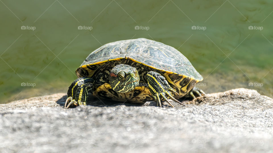 Turtle in the sun